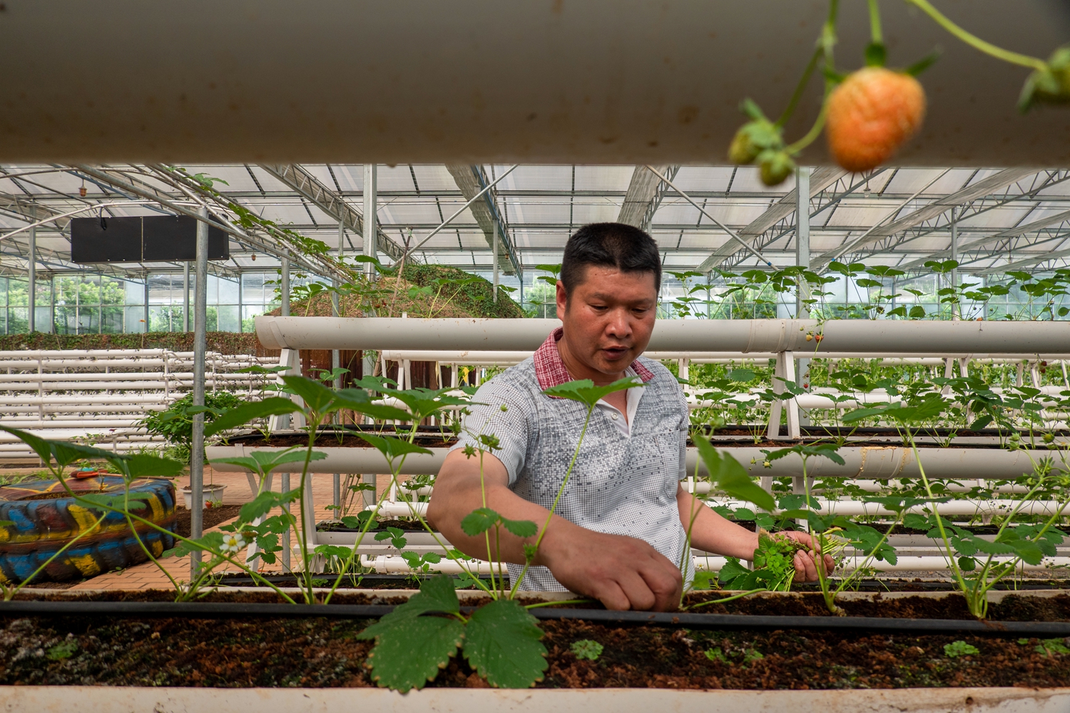 摄影丨贺容祥:《科技大棚助脱贫》
