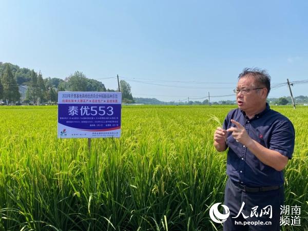 王建龙介绍泰优553。范元睿摄