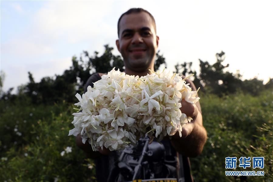 (国际)(3)收获茉莉花