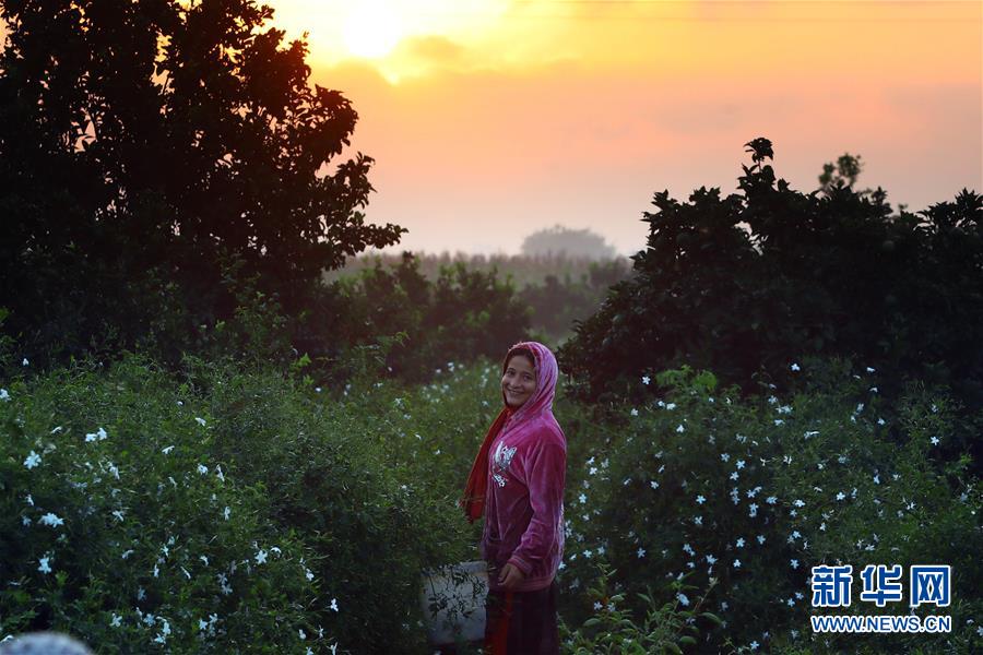 (国际)(5)收获茉莉花