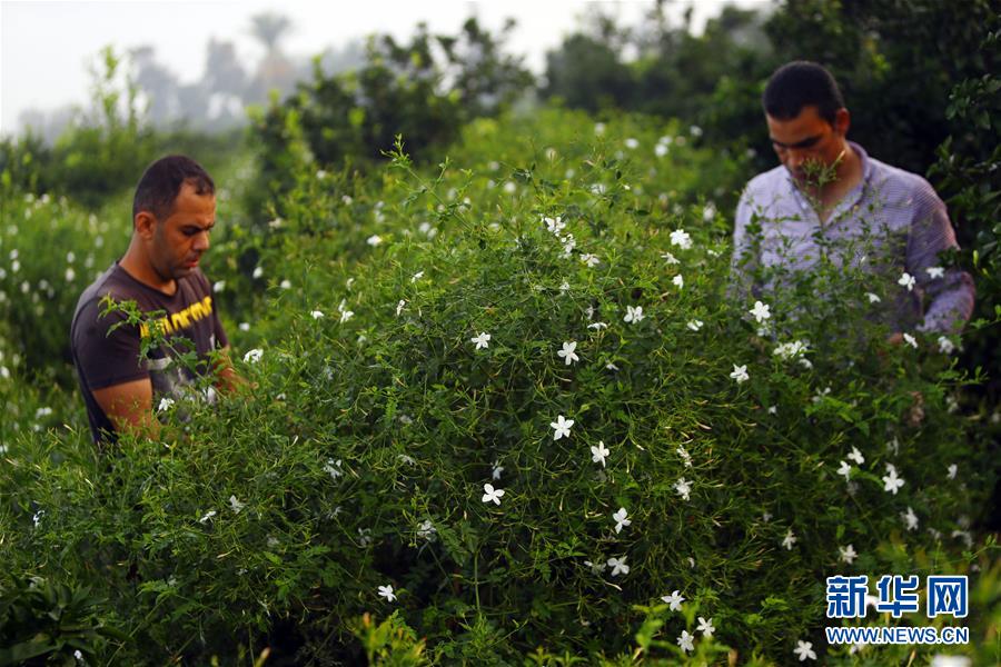 (国际)(7)收获茉莉花