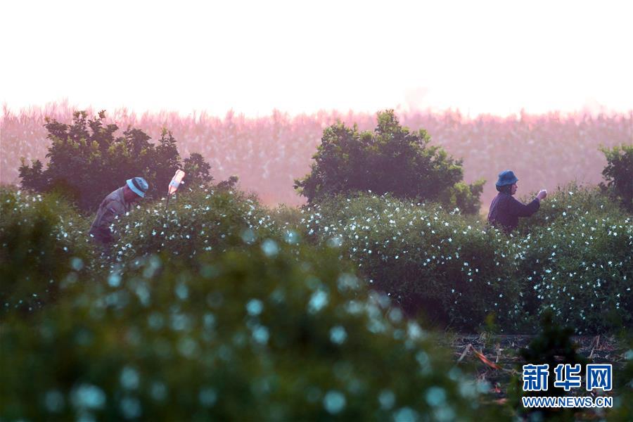 (国际)(9)收获茉莉花