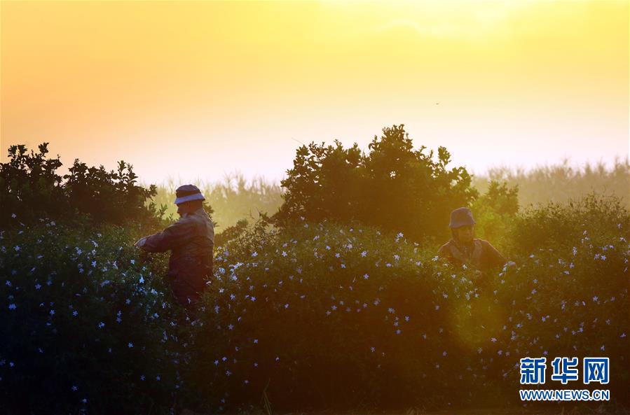 (国际)(13)收获茉莉花