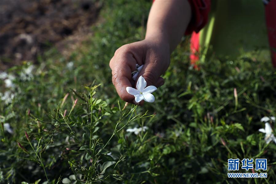 (国际)(6)收获茉莉花