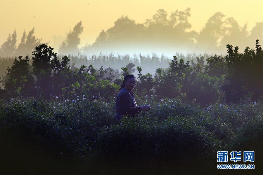 (国际)(11)收获茉莉花