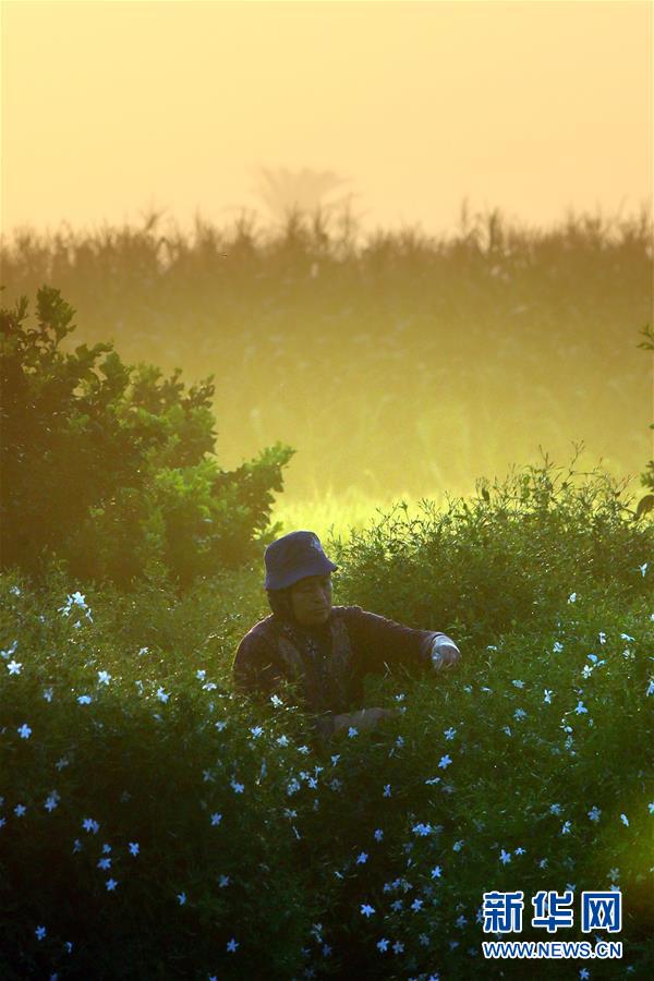 (国际)(8)收获茉莉花