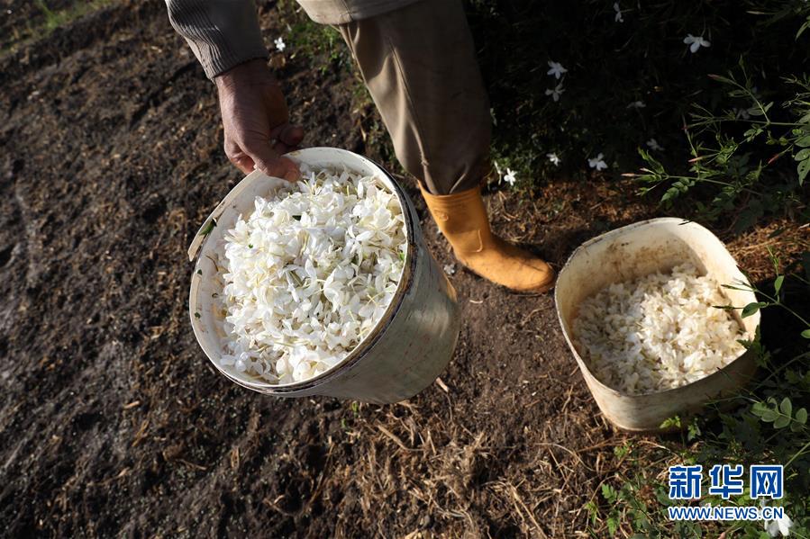 (国际)(1)收获茉莉花