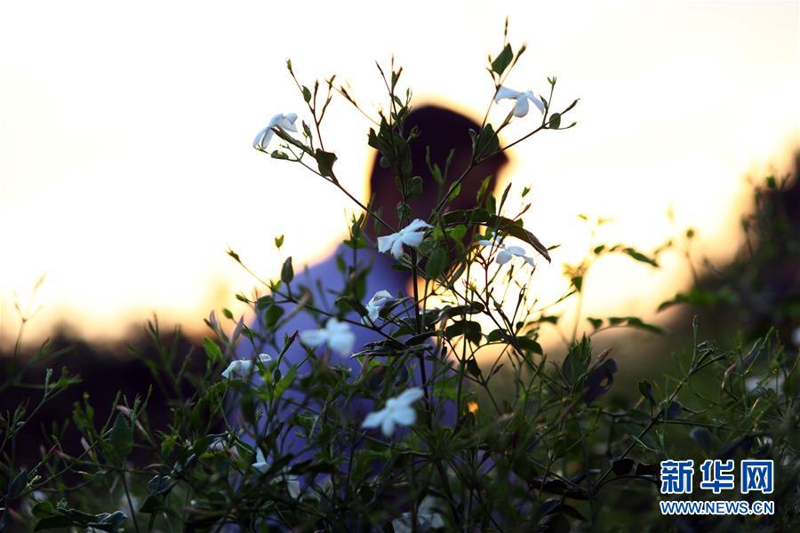 (国际)(10)收获茉莉花