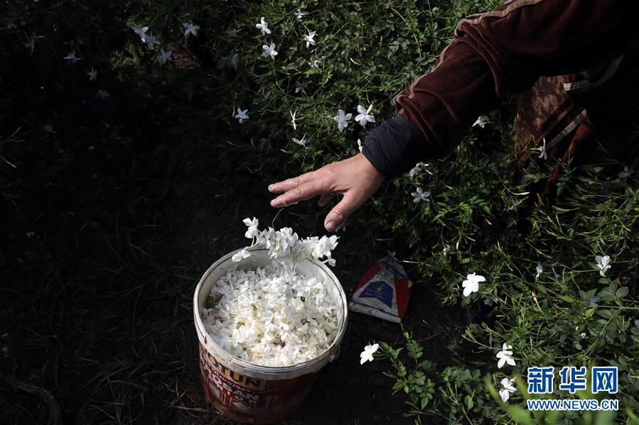 (国际)(4)收获茉莉花