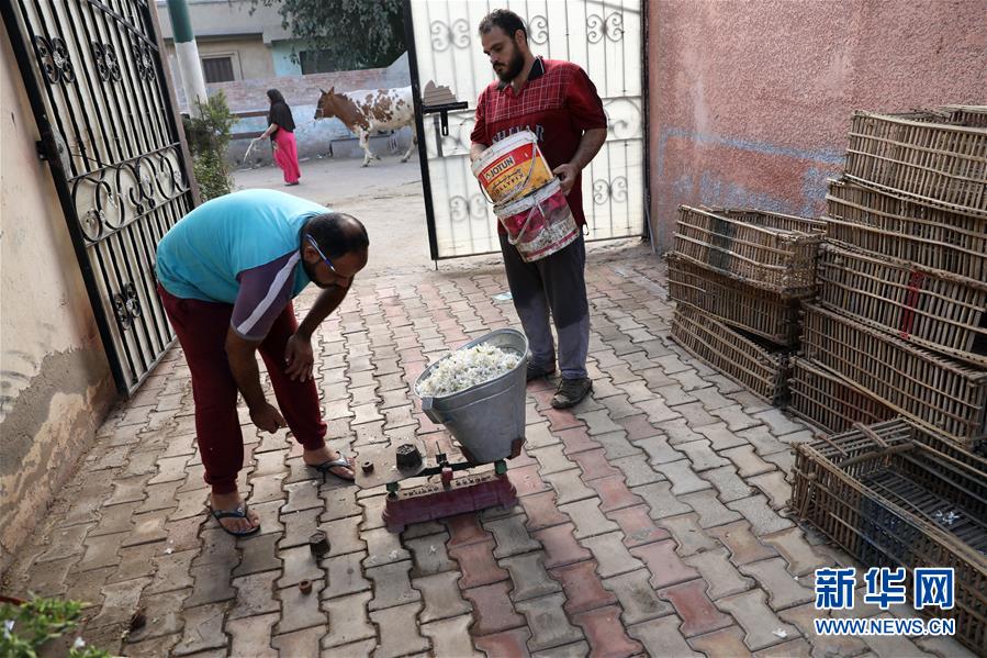 (国际)(2)收获茉莉花
