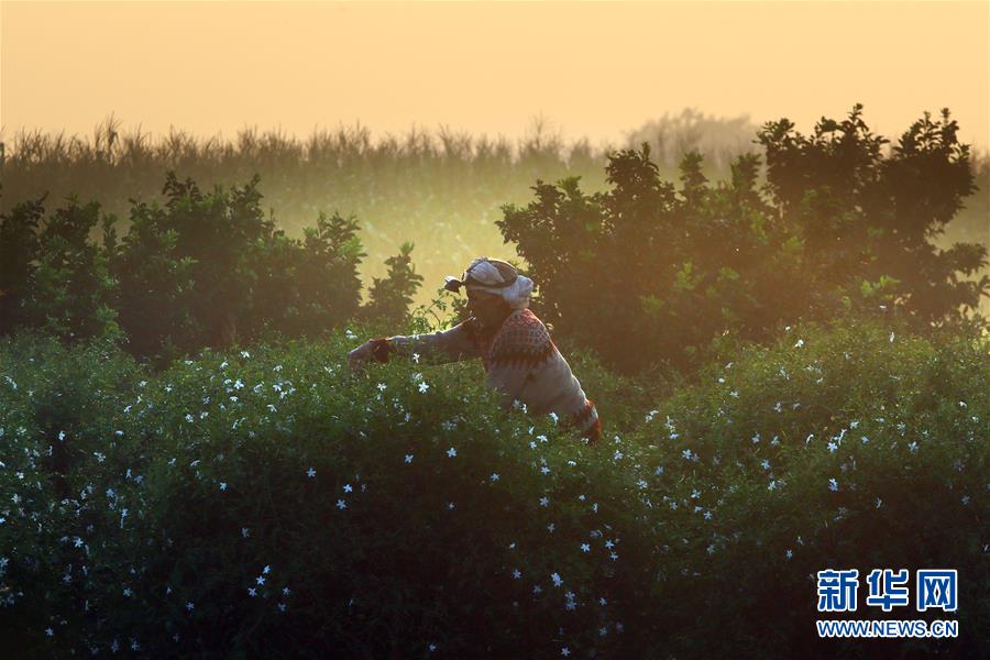 (国际)(12)收获茉莉花