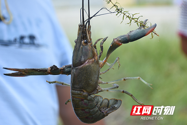 澳洲淡水龙虾长势正好。.jpg