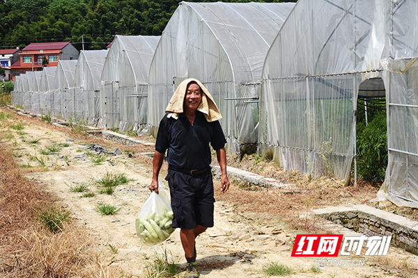 前来摘菜的附近村民。.jpg