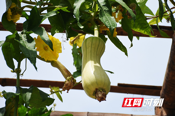 悬挂枝头的丝瓜。.jpg