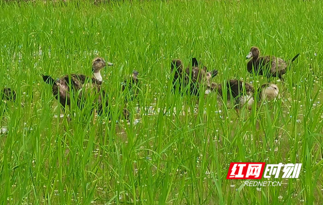 湖南多地推广立体农业 谋划产业永久脱贫
