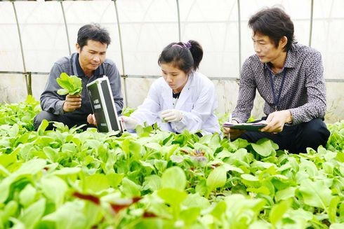 绿色蔬菜领军人才培训班开到田间地头