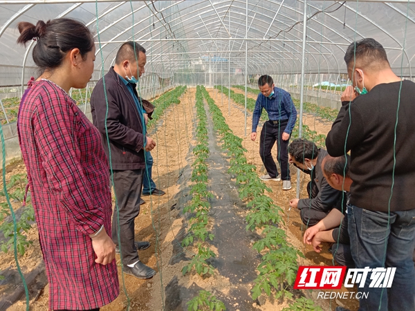 从“云端”下到“地头” 湖南农业专家为春耕带来了什么