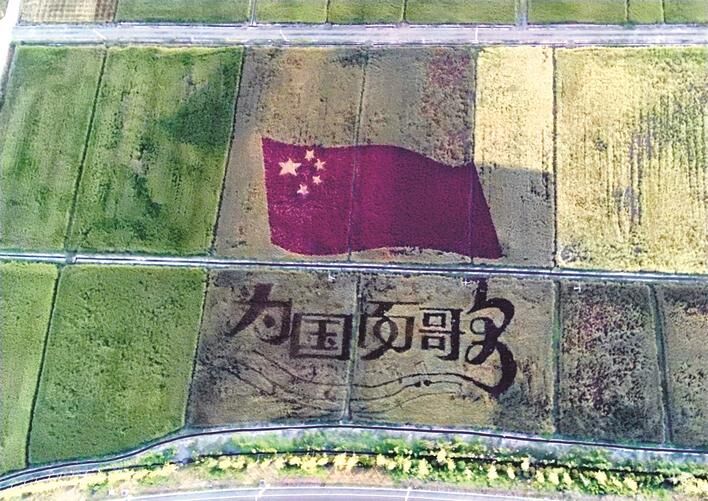 长沙县：稻田里“绣”国旗