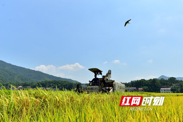 8月24日，双峰县井字镇花山村，农民驾驶收割机收割中稻。 (3)_副本.jpg