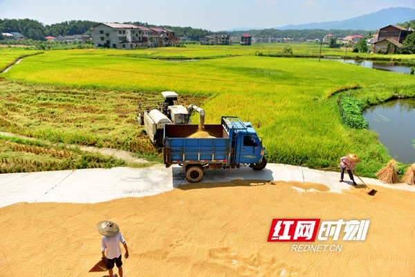 8月24日，双峰县井字镇花山村，农民在卸载、晾晒稻谷。_副本.jpg