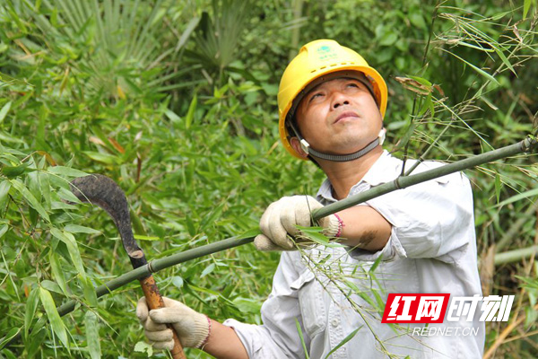 郭绍春开展农配网低压线路砍青扫障.JPG