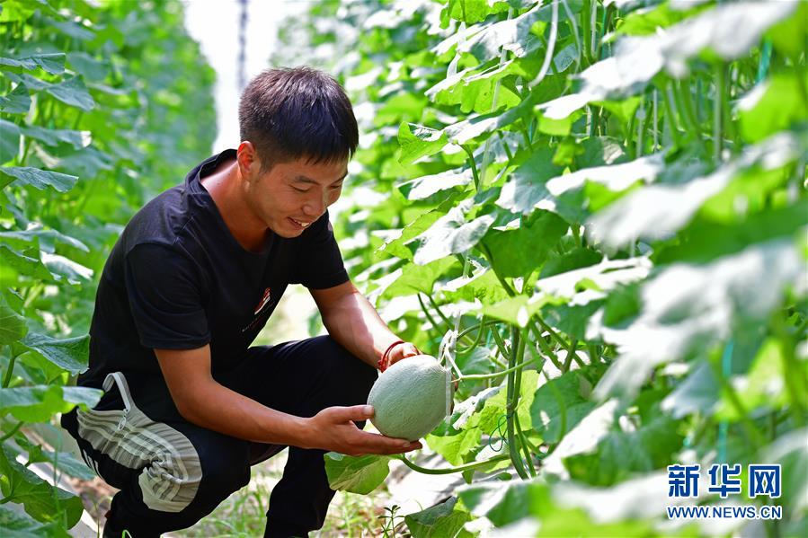 (社会)(1)河南兰考:“梦里张庄”产业兴