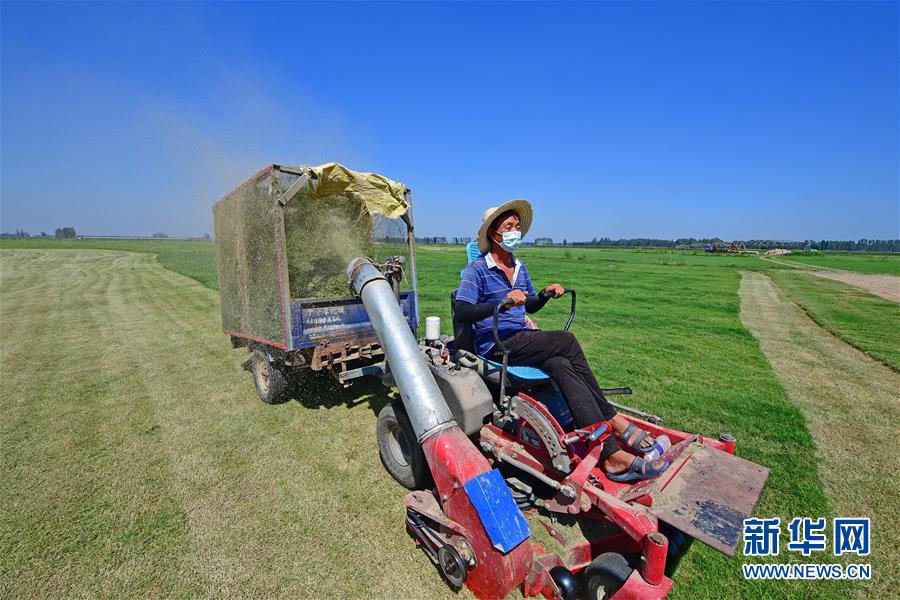 (社会)(9)河南兰考:“梦里张庄”产业兴