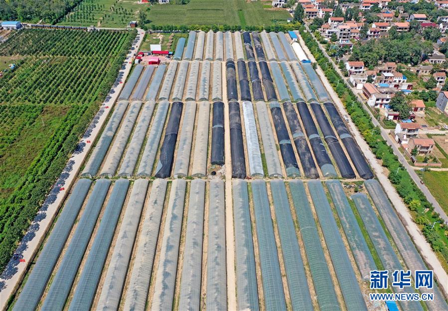 (社会)(5)河南兰考:“梦里张庄”产业兴