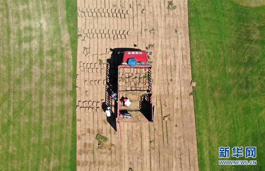 (社会)(8)河南兰考:“梦里张庄”产业兴