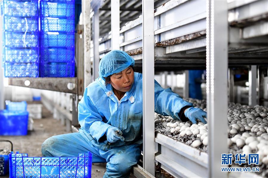 (社会)(10)河南兰考:“梦里张庄”产业兴