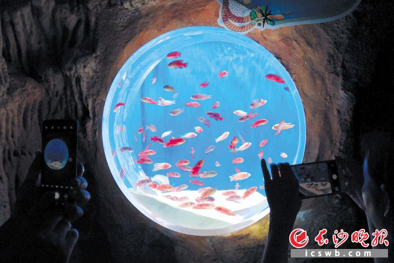 海洋鱼类七彩斑斓。