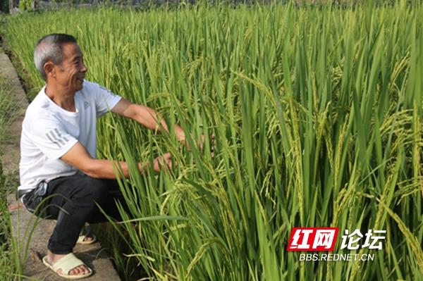 千亩一季稻长势喜人  网友：喜看青苗望丰收