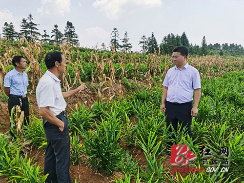 宁远:党建引领促发展 特色种植产业旺_副本500.jpg 宁远:党建引领促发展 特色种植产业旺_副本500.jpg