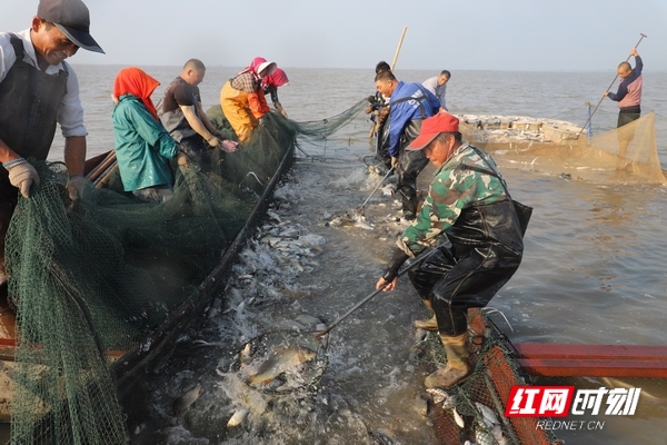 益阳大通湖生态鱼成为市场“抢手货”