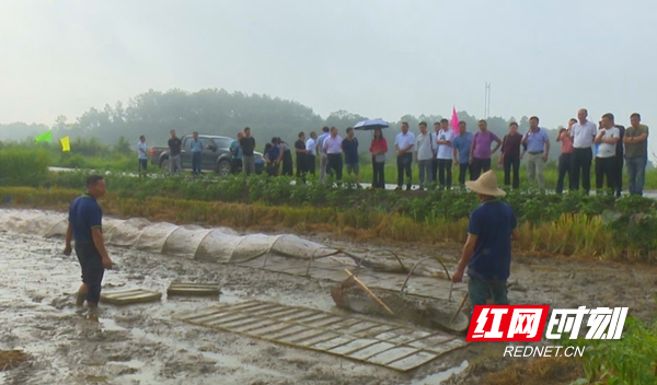 全省杂交水稻机械化制种技术现场观摩会在武冈举行2_副本.jpg