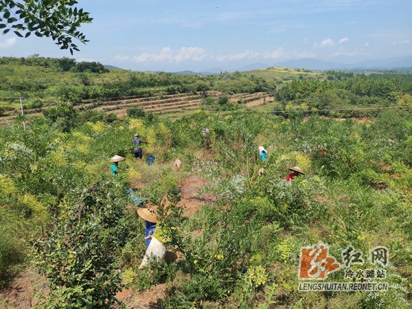 五福亭村金槐基地  摄影：唐梦.jpg