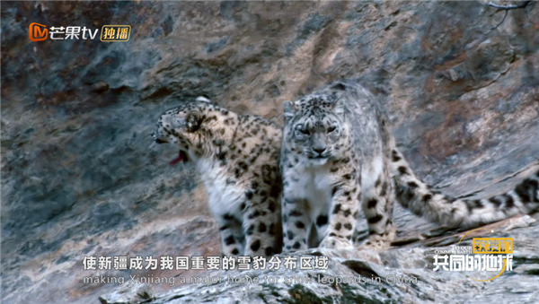 救助野生动物22年 《致我们共同的地球》走近雪豹守护者蒋可威
