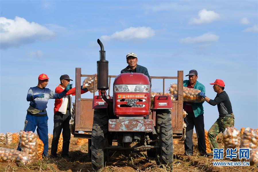 （新华视界）（7）田间秋收忙