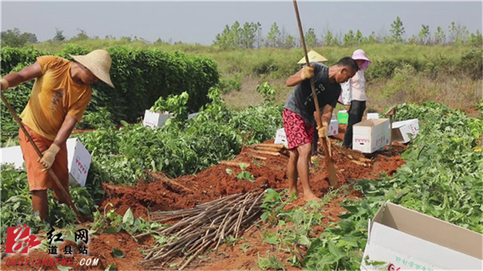 道县：千亩山药进入丰收季 产业发展助农脱贫致富