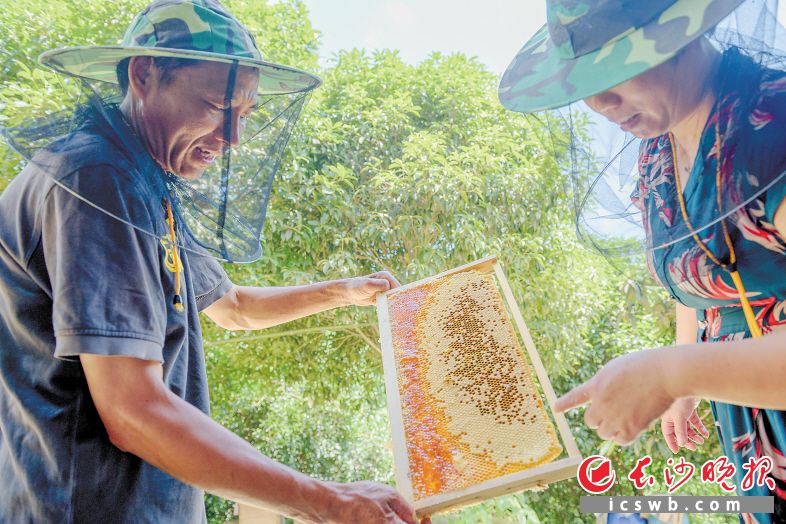 　　望城区茶亭镇望群村，茶亭镇山亭阁蜂业养殖专业合作社负责人刘建萍赶来手把手指导贫困户谢义斌（左）摇蜜要点。