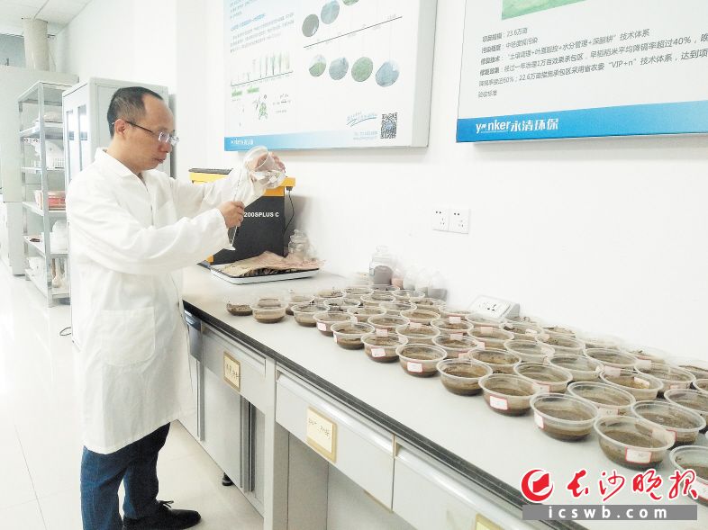 　　刘代欢博士在耕地修复实验室内做土培筛选实验。　　长沙晚报全媒体记者 陈良 摄