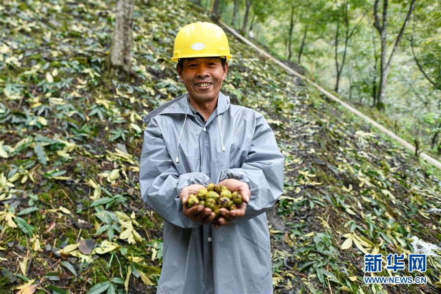 （经济）（4）浙江：山核桃采收忙
