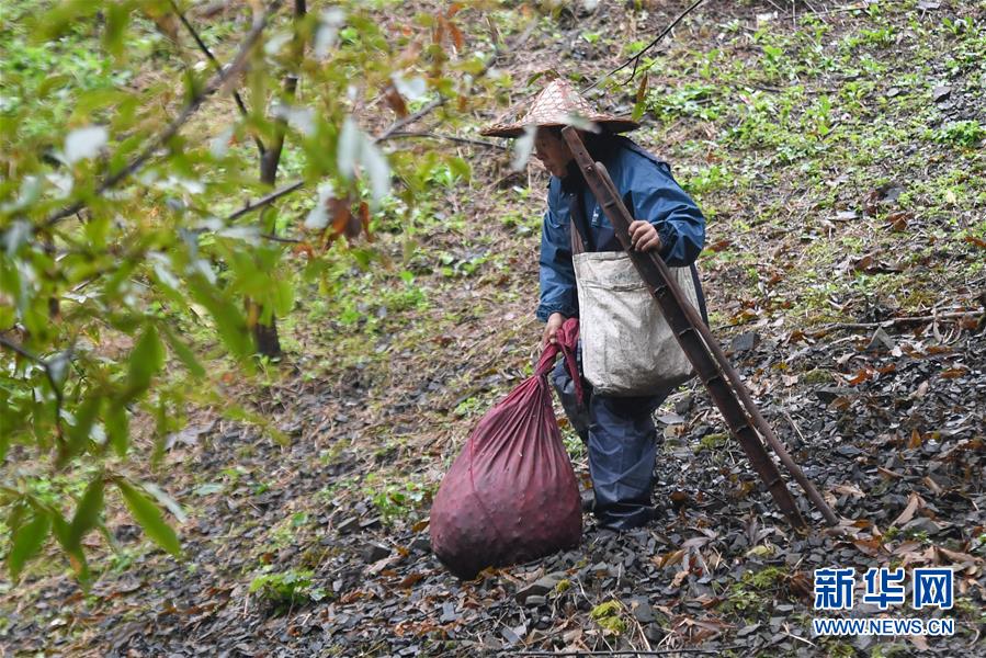 （经济）（5）浙江：山核桃采收忙