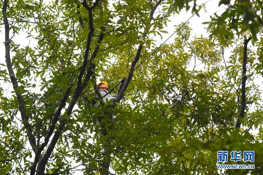 （经济）（3）浙江：山核桃采收忙