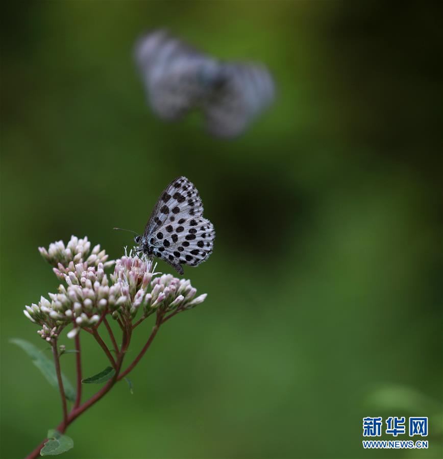 （图文互动）（1）西藏境内首次发现白灰蝶