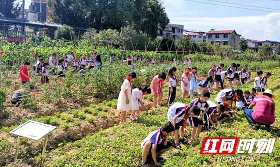 学生在劳动实践基地锄草_副本.jpg