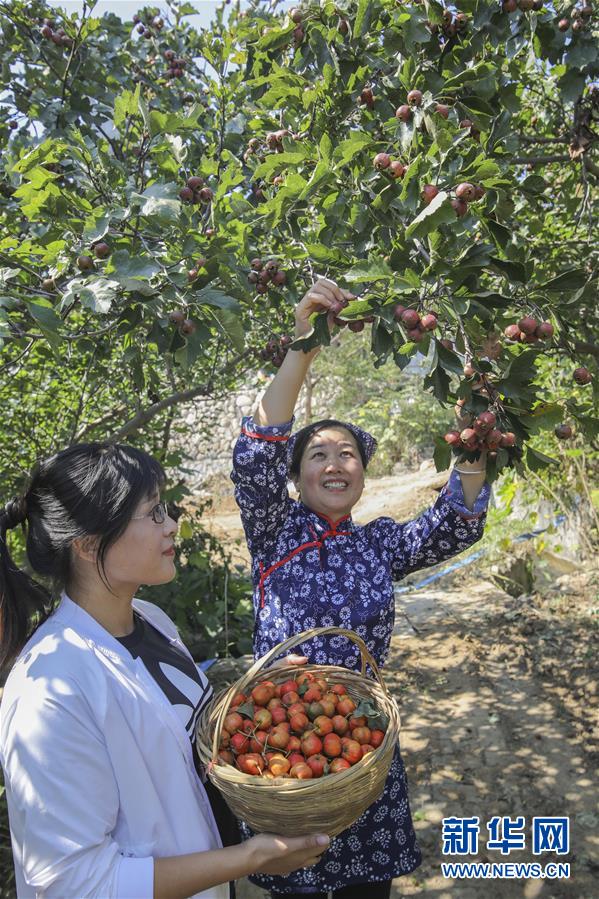 （社会）（1）山东临沂：沂蒙山上庆丰收