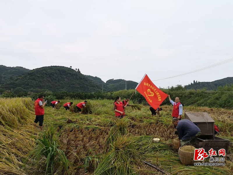 麻阳：新时代文明实践在行动  志愿服务队抢收水稻忙