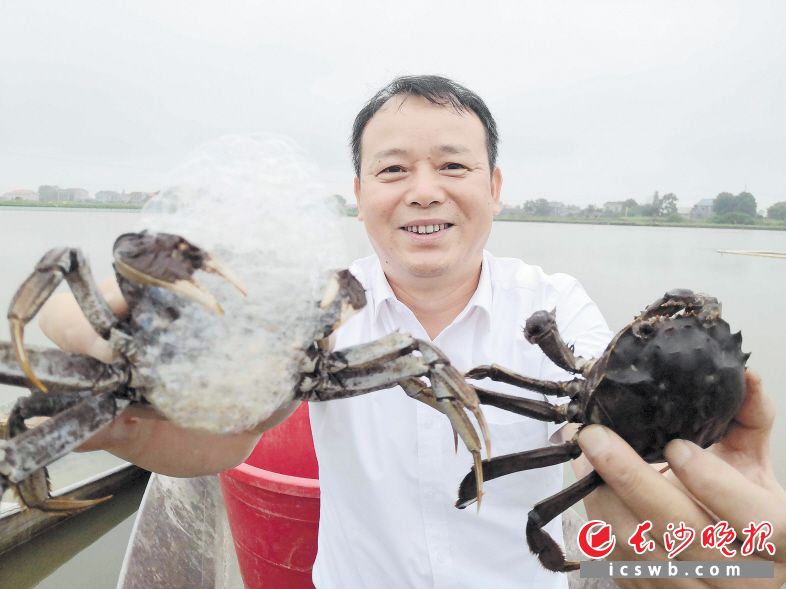 　　长沙市创先现代农业发展有限公司董事长刘戬，从水里起出两只大闸蟹“打样”。 　　长沙晚报全媒体记者 贺文兵摄