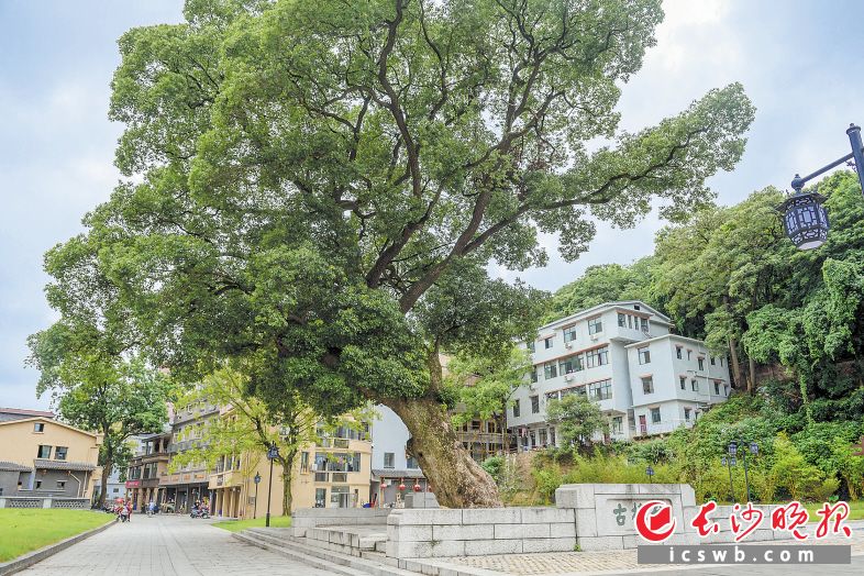 　　街巷口310岁的古樟被改造成古樟台，沧桑古树下成了居民休闲议事的广场。